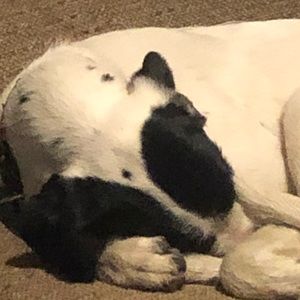 Meet your Posher, Sienna